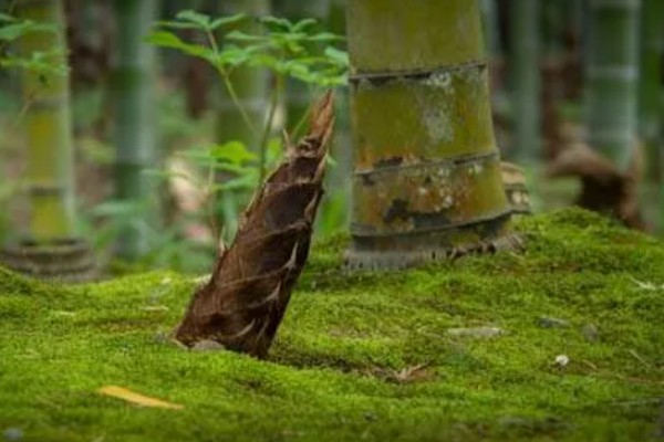 竹笋的生长期介绍，分为生长初期、生长上升期