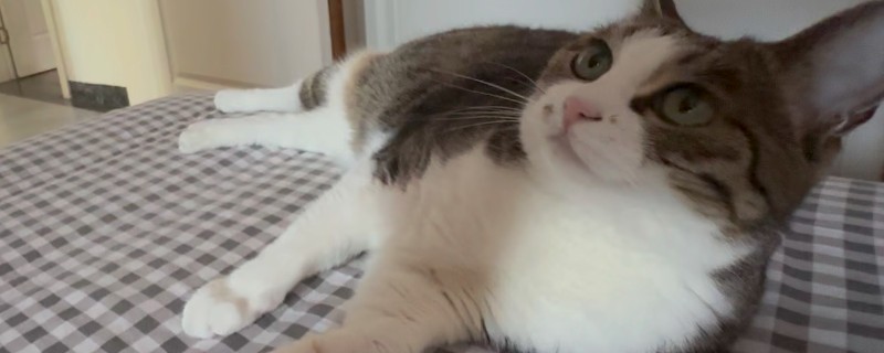 猫咪便秘会有哪些表现，会出现腹围增大等