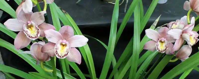 兰花的花语，代表高雅、友谊、爱国和爱情
