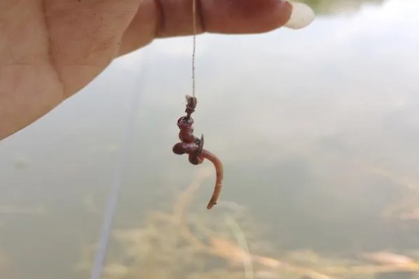 冬季钓鱼技巧，建议在气温高且晴朗的天气出钓