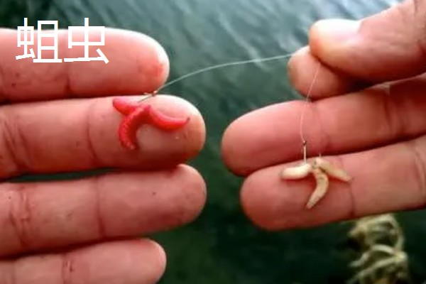 冬季钓鱼技巧，建议在气温高且晴朗的天气出钓