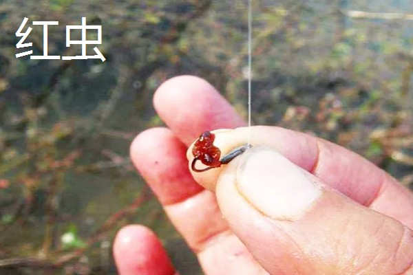 冬季钓鱼技巧，建议在气温高且晴朗的天气出钓