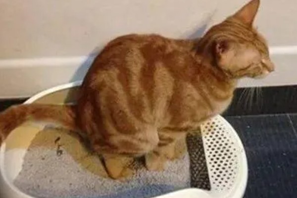 猫咪便秘会有哪些表现，会出现腹围增大等