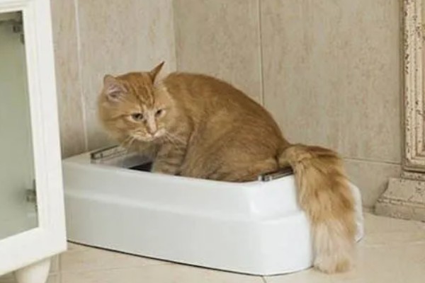 猫咪便秘会有哪些表现，会出现腹围增大等