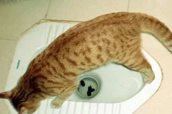 猫咪便秘会有哪些表现，会出现腹围增大等