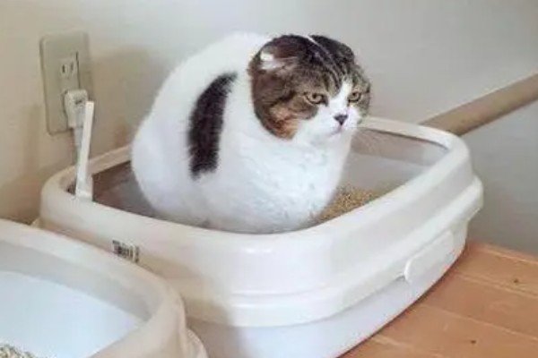 猫咪便秘会有哪些表现，会出现腹围增大等