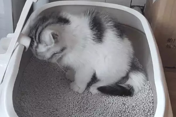 猫咪便秘会有哪些表现，会出现腹围增大等