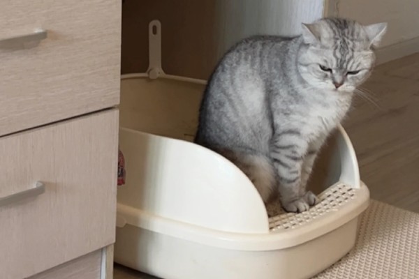 猫咪便秘会有哪些表现，会出现腹围增大等