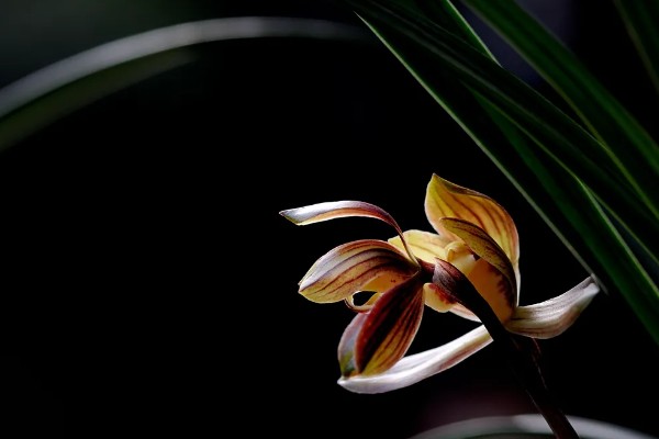兰花的花语，代表高雅、友谊、爱国和爱情