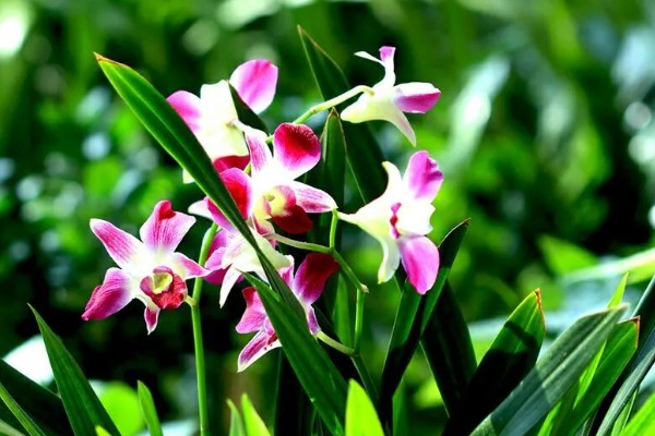 兰花的花语，代表高雅、友谊、爱国和爱情