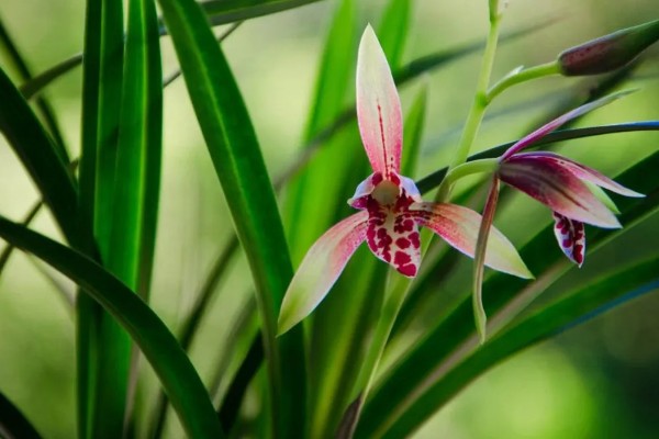 兰花的花语，代表高雅、友谊、爱国和爱情