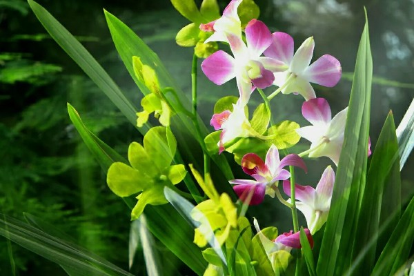 兰花的花语，代表高雅、友谊、爱国和爱情