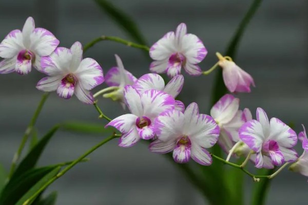 兰花的花语，代表高雅、友谊、爱国和爱情