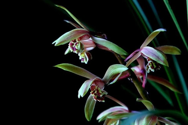 兰花的花语，代表高雅、友谊、爱国和爱情