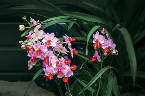 兰花的花语，代表高雅、友谊、爱国和爱情
