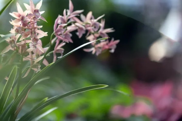 兰花的花语，代表高雅、友谊、爱国和爱情