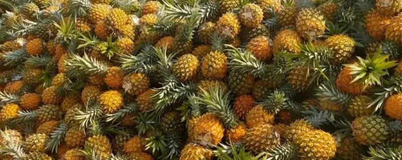 徐闻菠萝产于哪里，属于广东省徐闻县的特产