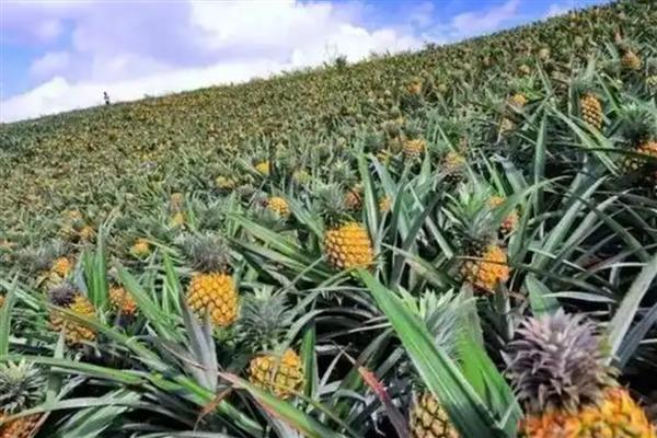 徐闻菠萝产于哪里，属于广东省徐闻县的特产