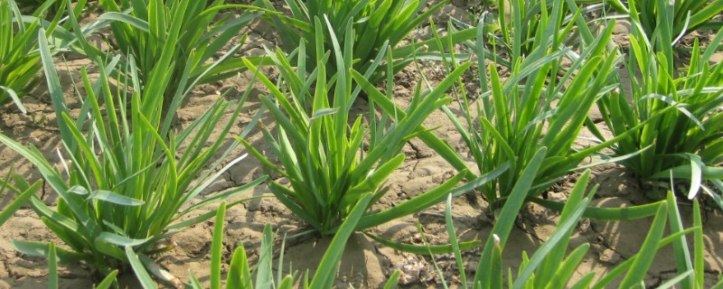 韭菜什么时候种植，春夏秋季均可种植
