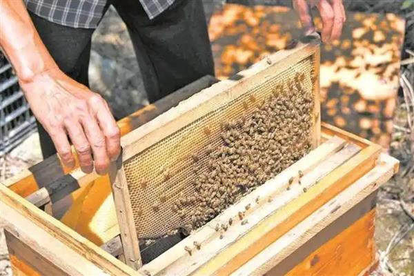 蜜蜂的养殖技巧，养殖之前一定要挑选好蜂群