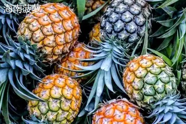 徐闻菠萝产于哪里，属于广东省徐闻县的特产