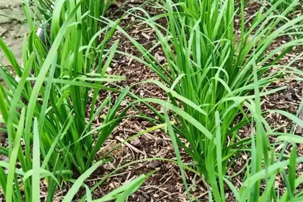 韭菜什么时候种植，春夏秋季均可种植