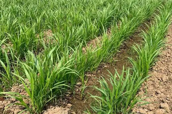 韭菜什么时候种植，春夏秋季均可种植