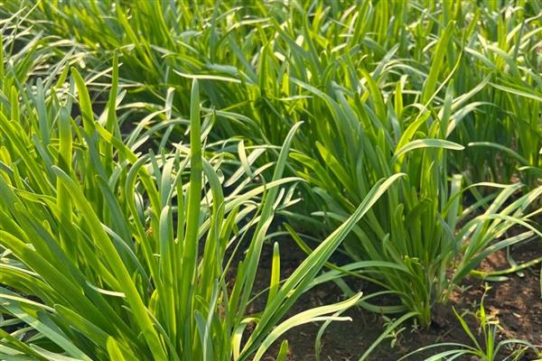 韭菜什么时候种植，春夏秋季均可种植