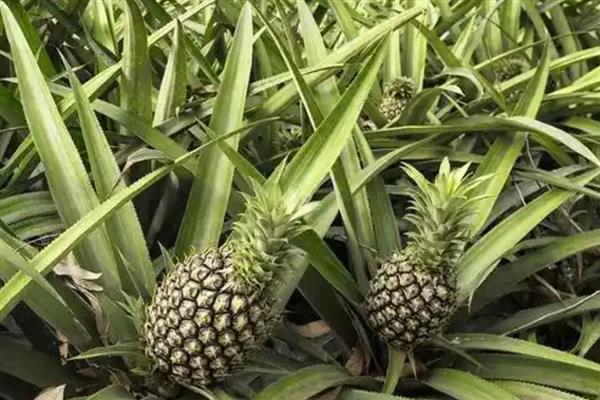徐闻菠萝产于哪里，属于广东省徐闻县的特产