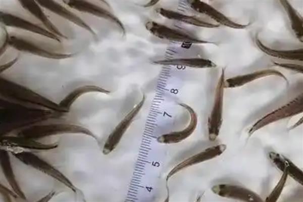 鲈鱼水花苗的养殖方法，需要每天投喂两次饲料