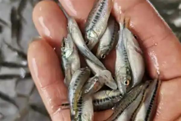 鲈鱼水花苗的养殖方法，需要每天投喂两次饲料