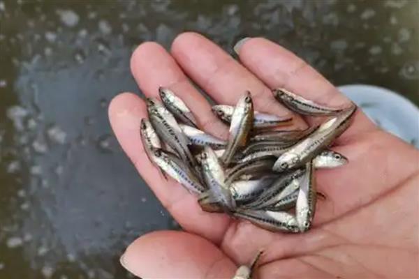 鲈鱼水花苗的养殖方法，需要每天投喂两次饲料