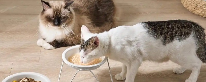 怎样选猫水碗，需要从材质、容量和口径等方面选择
