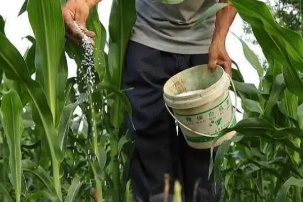玉米穗分化是受到什么因素的影响，湿度过大会导致花粉失去活力