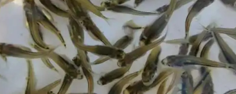 鲈鱼水花苗的养殖方法，需要每天投喂两次饲料