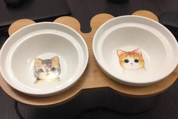 怎样选猫水碗，需要从材质、容量和口径等方面选择