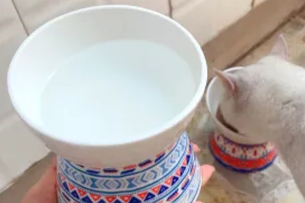 怎样选猫水碗，需要从材质、容量和口径等方面选择