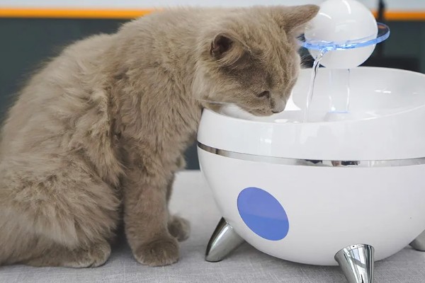 怎样选猫水碗，需要从材质、容量和口径等方面选择