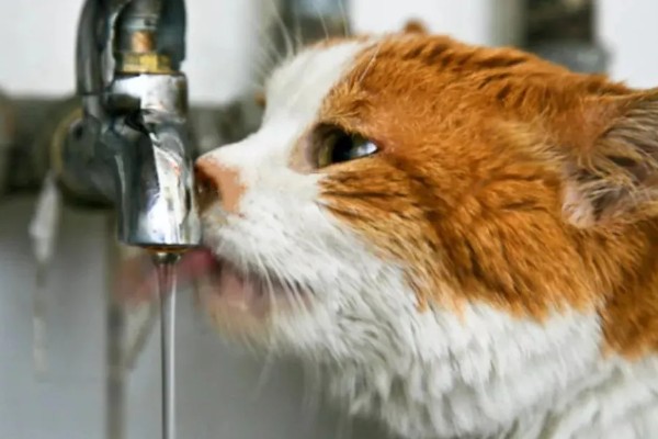 怎样选猫水碗，需要从材质、容量和口径等方面选择