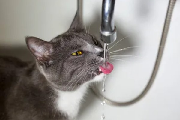怎样选猫水碗，需要从材质、容量和口径等方面选择