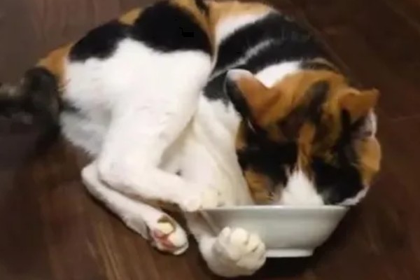 怎样选猫水碗，需要从材质、容量和口径等方面选择