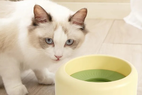 怎样选猫水碗，需要从材质、容量和口径等方面选择