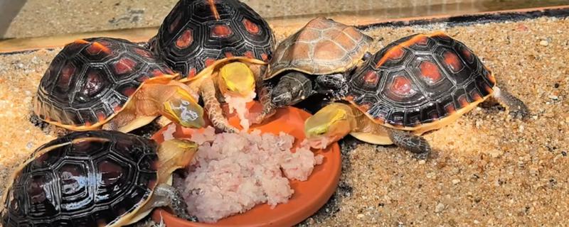 乌龟喂食的正确方法，可以一天喂1-2次