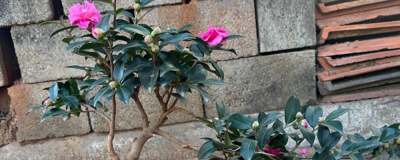 茶花被晒伤后如何补救，要做好遮阴措施