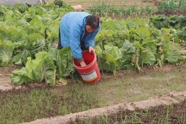 菜地如何施肥，种植蔬菜前一周施加最好