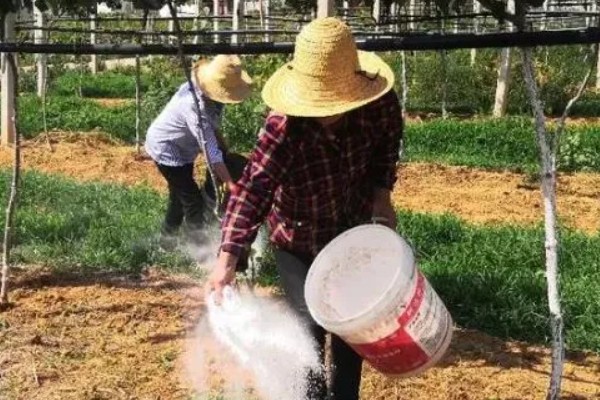 菜地如何施肥，种植蔬菜前一周施加最好