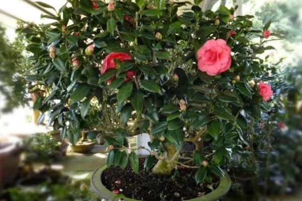 茶花被晒伤后如何补救,要做好遮阴措施