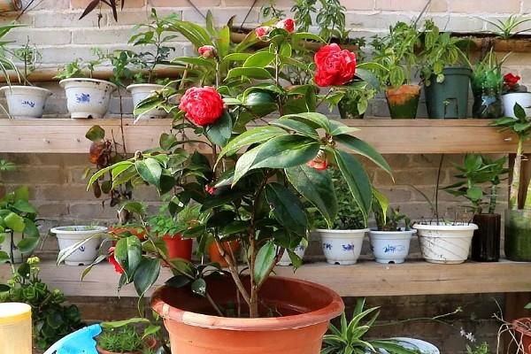 茶花被晒伤后如何补救,要做好遮阴措施