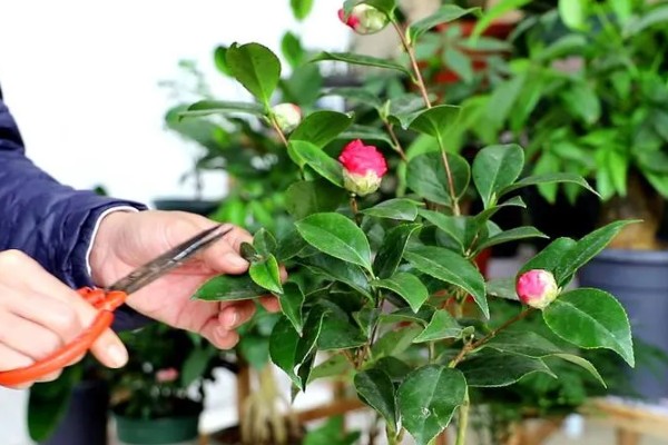 茶花被晒伤后如何补救,要做好遮阴措施
