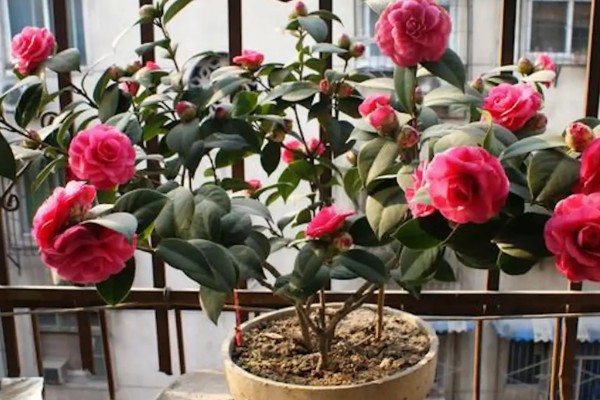 茶花被晒伤后如何补救,要做好遮阴措施